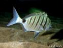 Sargo blanco ( Diplodus sargus cadenati )